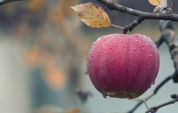 Apple 1122537 1920