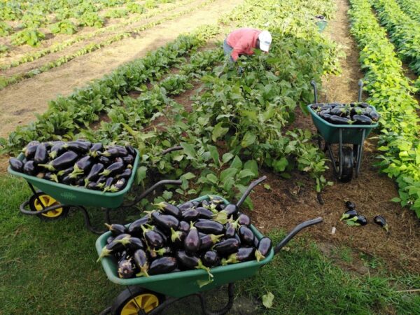 Producing Brinjals Farming Gods Way