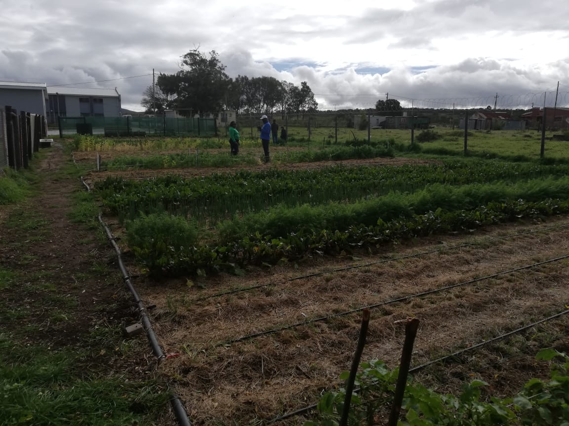 Rainbow School Food Garden